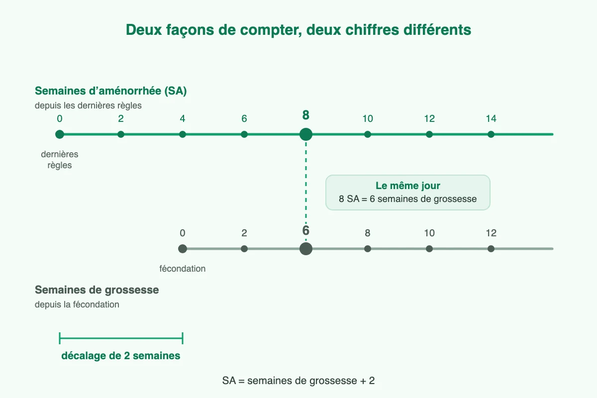 Calcul de grossesse : décalage de deux semaines entre SA et semaines de grossesse